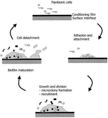Figure schematic illustrating the life cycle biofilm Biofilm Catheter