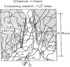 Ii Enzymes In Soils Litera Karty Pracy Dla Zerowki
