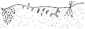 Fig Enhanced recharge through parts high conductance soil alluvium and nonconsolidated rocks gravel buried streambeds open desiccation cracks old desiccation cracks filled with coarse material animal holes plant roots