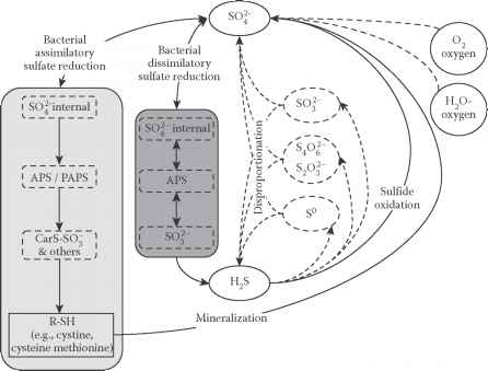 FIGURE Schematic summary microbially mediated sulfur transformation Sulphur Isotopes