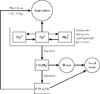 FIGURE The mercury cycle